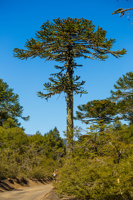 Araucaria araucana