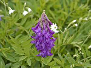 Alpine French Honeysuckle