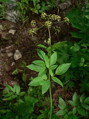 Osmorhiza occidentalis