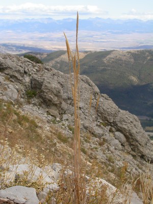 Trisetum spicatum