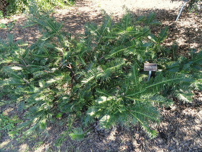 Cephalotaxus sinensis