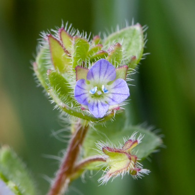 Veronica hederifolia