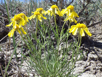 Hymenoxys richardsonii