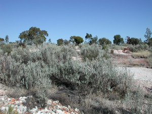 Giant Saltbush