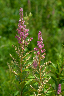 Spiraea tomentosa