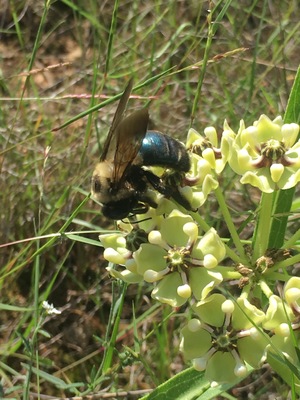 Carpenter bee on asperula