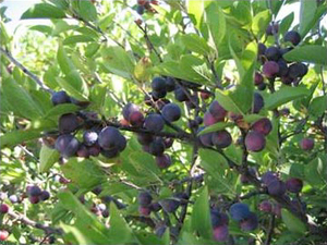 Beach Plum