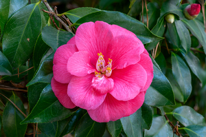 Camellia