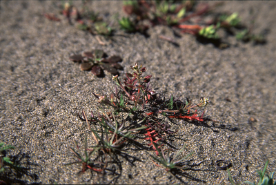 Lepidium nitidum