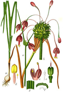 Allium carinatum