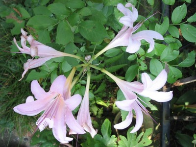 Lycoris squamigera