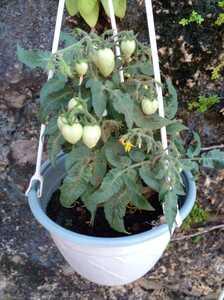 Micro Tomatos