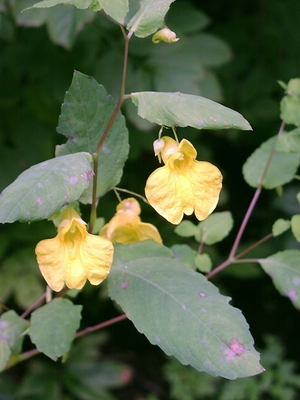 Impatiens noli-tangere