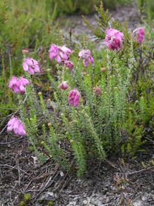 Bog Heather