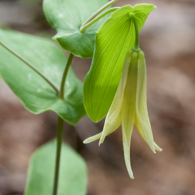 Uvularia perfoliata