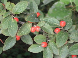 Orange cotoneaster