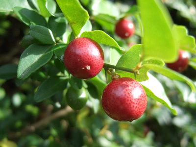 Triphasia trifolia