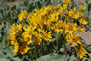 Woolly Wyethia