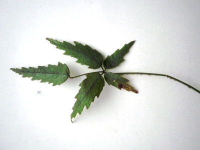 Rubus schmidelioides