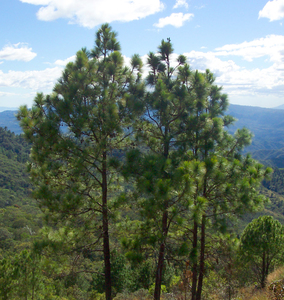 Oocarpa Pine