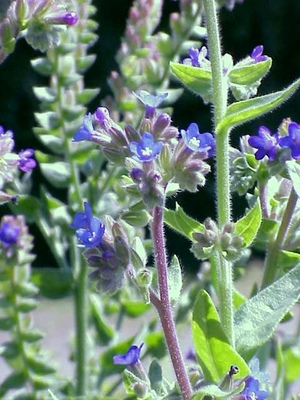 Anchusa officinalis