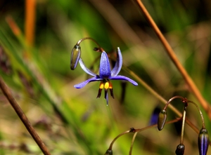 Flax Lily