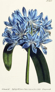 African Lily