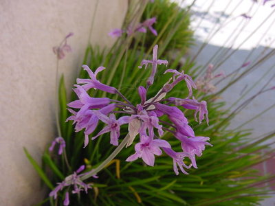 Tulbaghia violacea