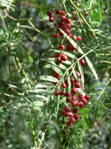 California Peppertree
