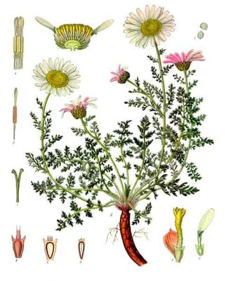 Anacyclus pyrethrum