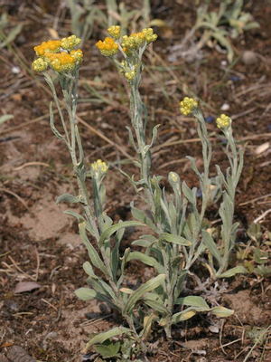 Helichrysum arenarium