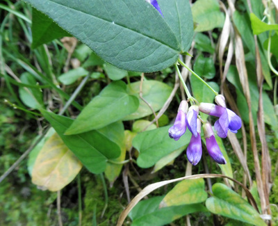 Vicia unijuga