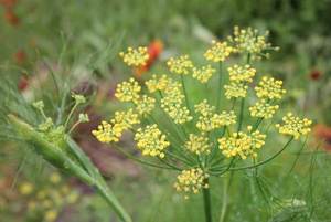 Florence Fennel