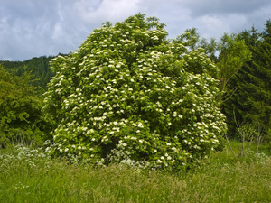 Black elderberry