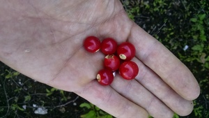 Litchi Tomato - Solanum fruit