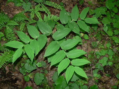 Streptopus amplexifolius