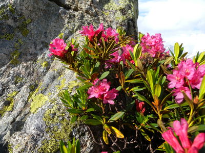 Rhododendron ferrugineum