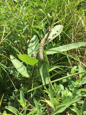 Monarch caterpillar on viridis