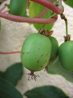 Hardy kiwis hanging from vine