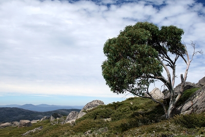 Eucalyptus pauciflora