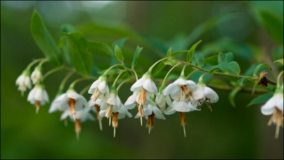 Vaccinium stamineum