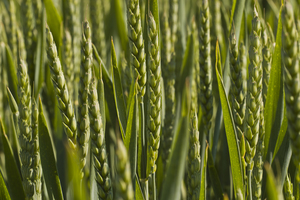Triticum aestivum