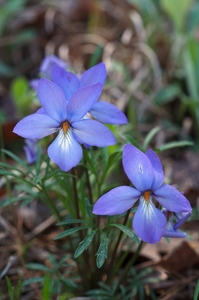 Bird's Foot Violet