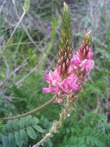 Sainfoin