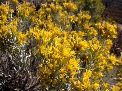 Ericameria nauseosa