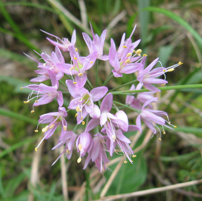 Allium stellatum