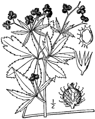 Sanicula canadensis