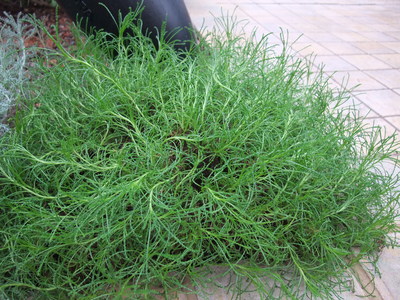 Santolina rosmarinifolia