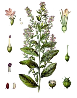 Lobelia inflata