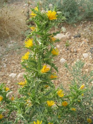 Scolymus hispanicus